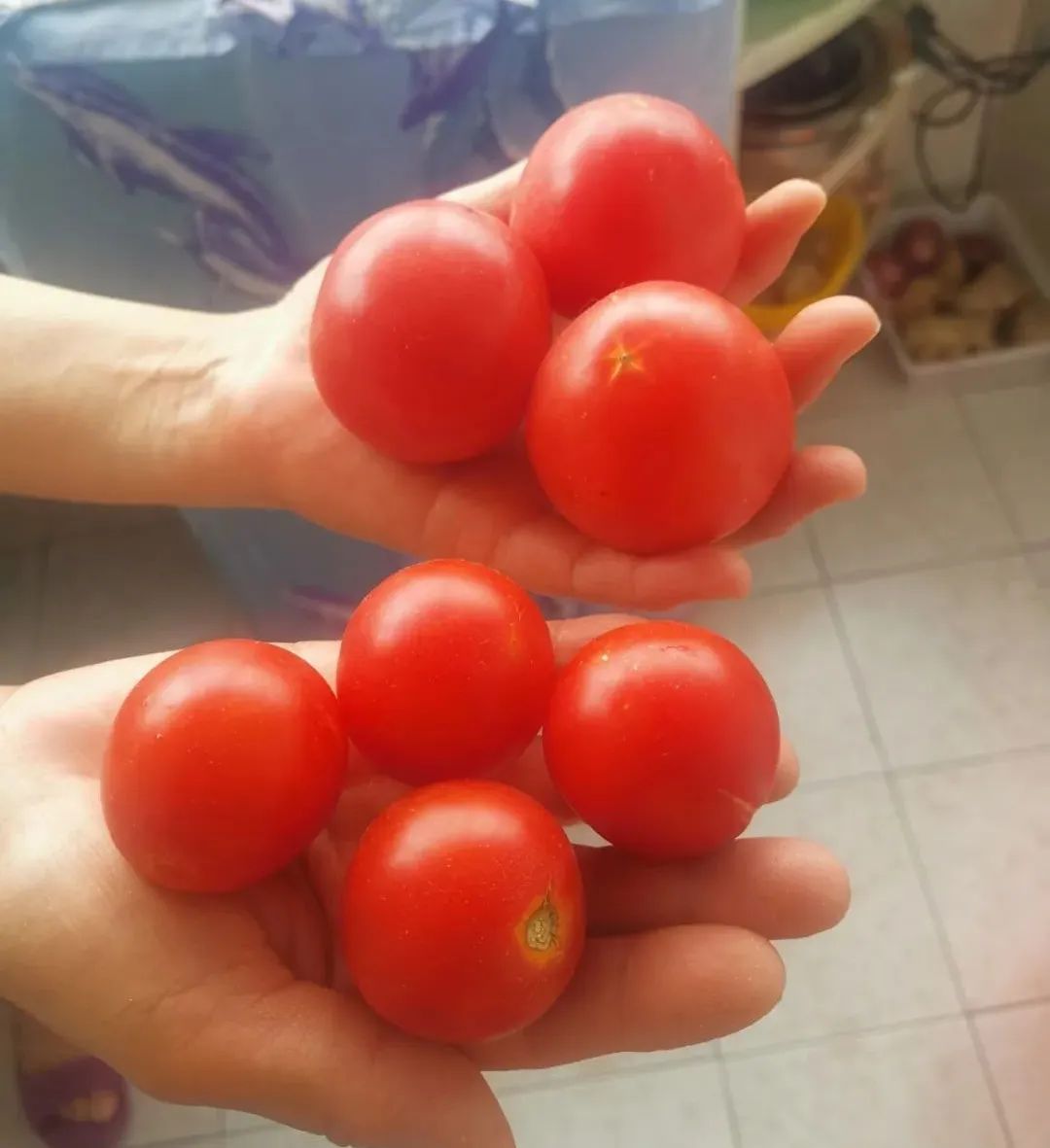 西红柿最近新消息,西红柿皮特别硬咋回事