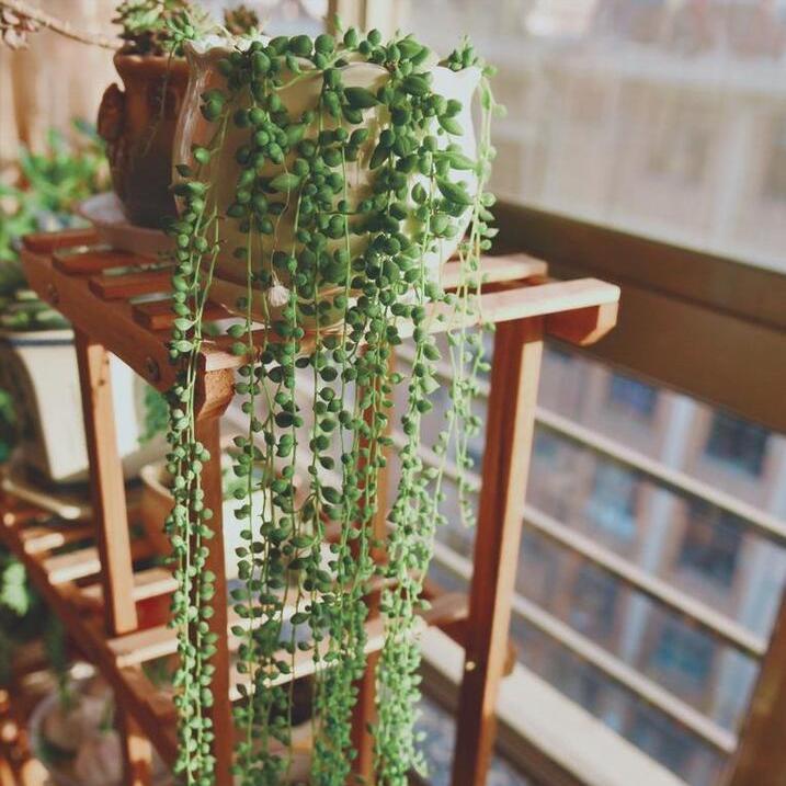 情人泪怎么繁殖养护,情人泪怎么样容易爆棚