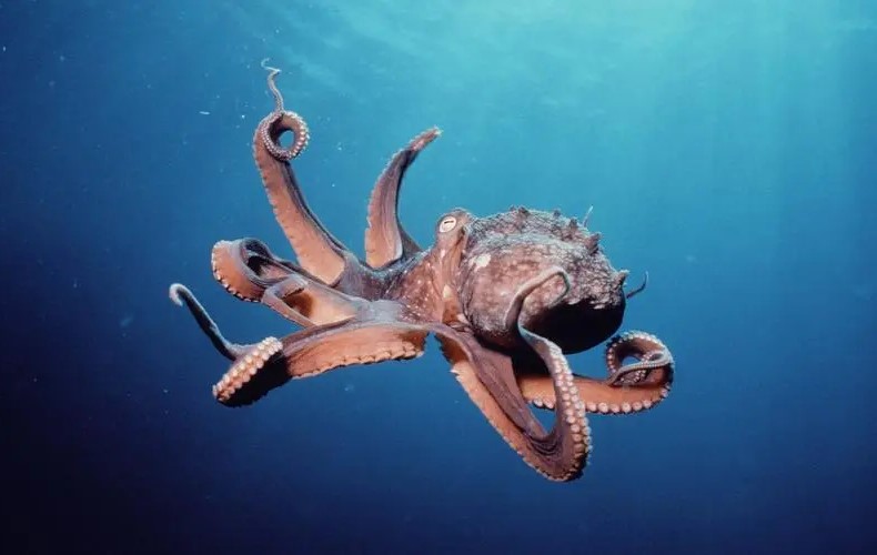 真正属于鱼的动物是,三种动物有鱼但不属于鱼类