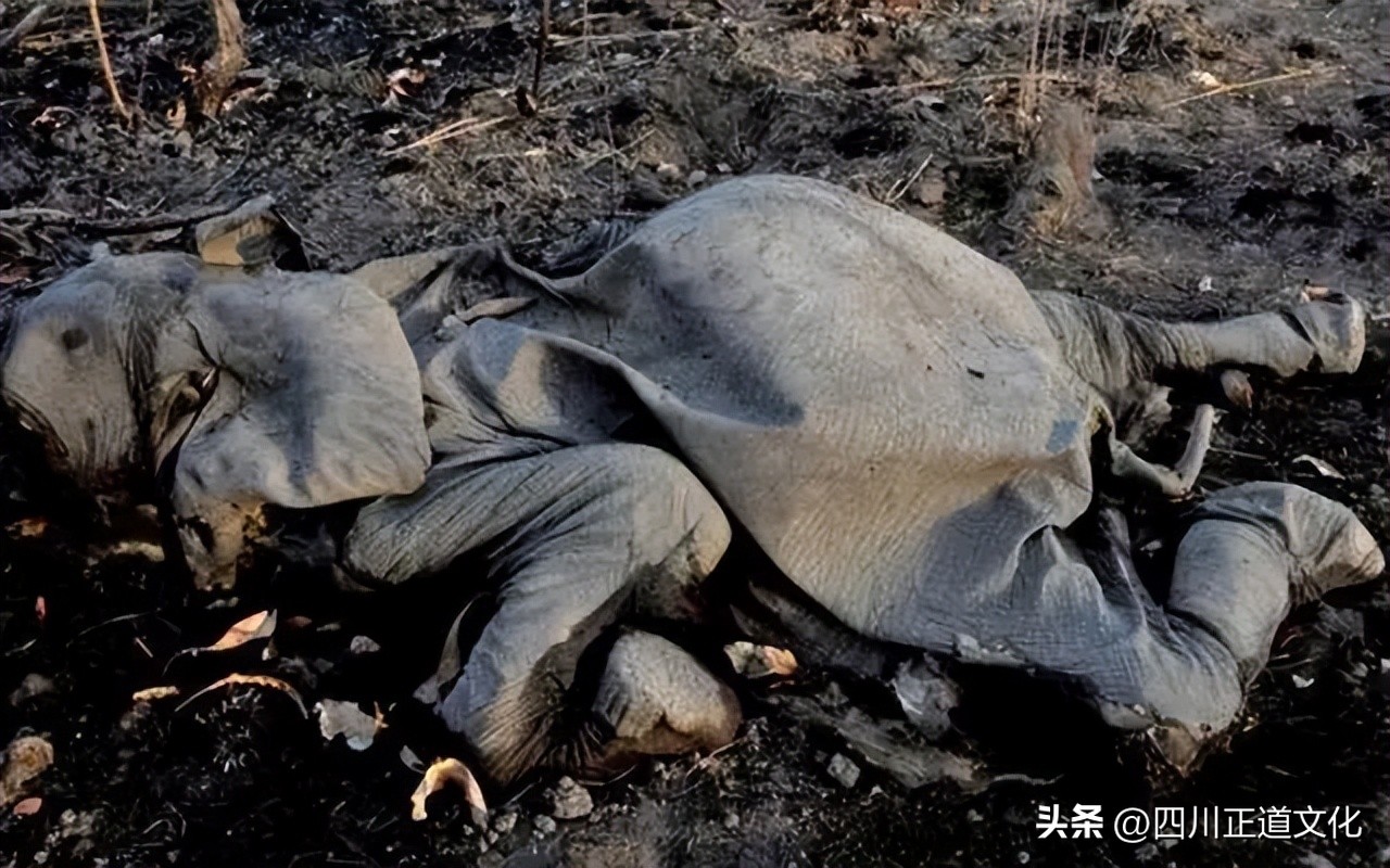 大象那么凶猛为什么它不吃肉,大象没什么天敌为什么数量那么少