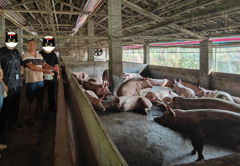 养猪不如卖猪,养猪不如卖肉