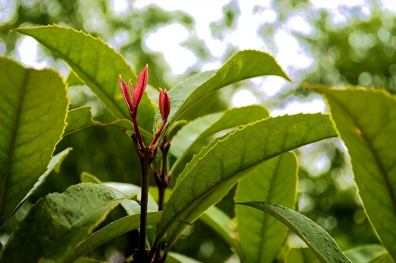 宣恩一座小城,湖北宣恩美丽的小城