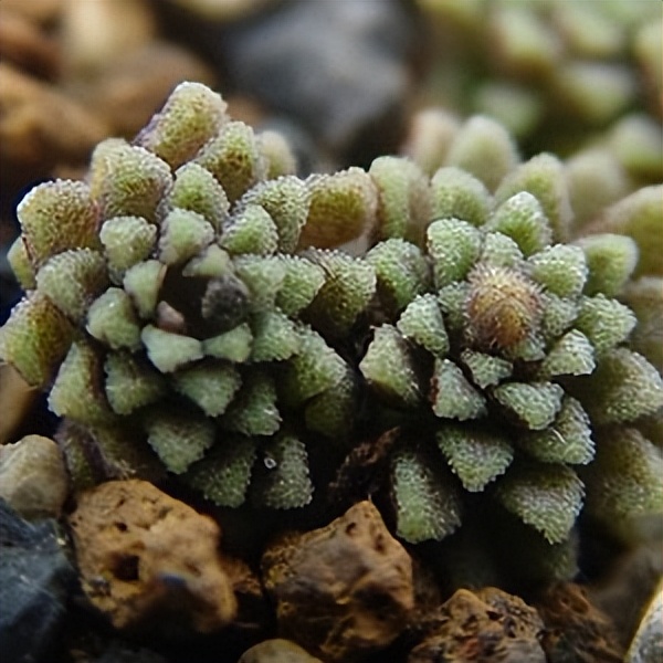 102个大类近500个多肉植物图片，都极其美丽，建议在家中也养一盆