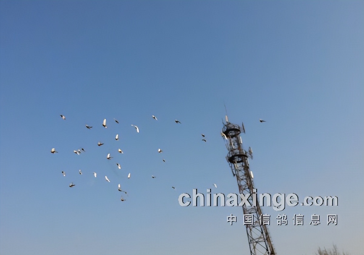 小心“玉米”把鸽养太肥