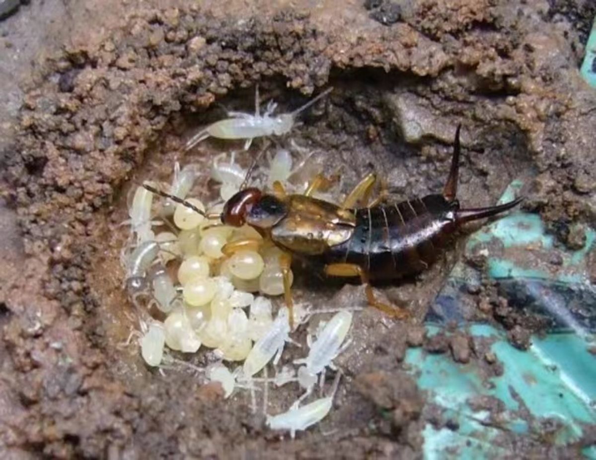 最护犊子的鸟类,蠼螋生命力顽强