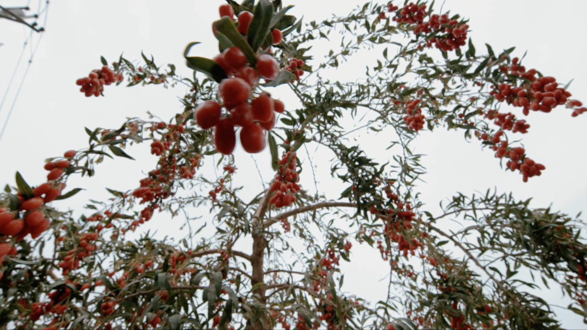 青海诺木洪枸杞今年什么时候摘,青海诺木洪枸杞采摘