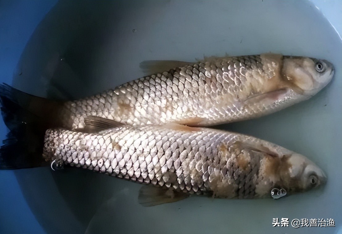 「霉腐康」鱼身上竟然会长白毛？养殖户要注意了