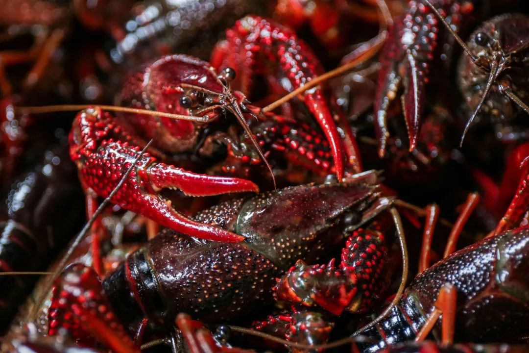 小龙虾怎么选择才是最好的,小龙虾怎么养活得快又好吃