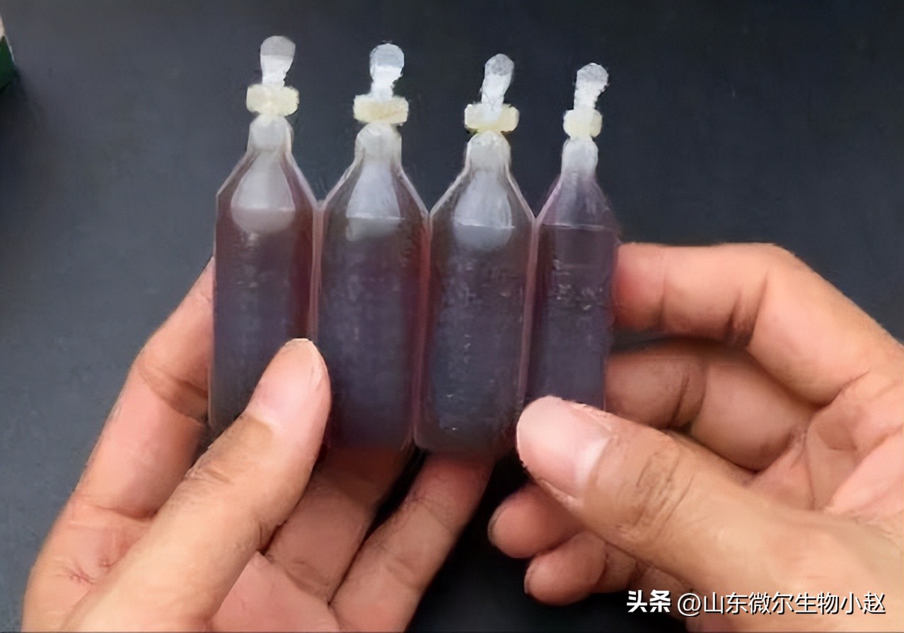 养鸡中暑最简单的方法,蛋鸡中暑急救用藿香正气水