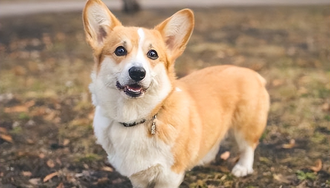 六种最常见的狗狗图片和名字,12种超惹人喜爱的狗狗你认识几种