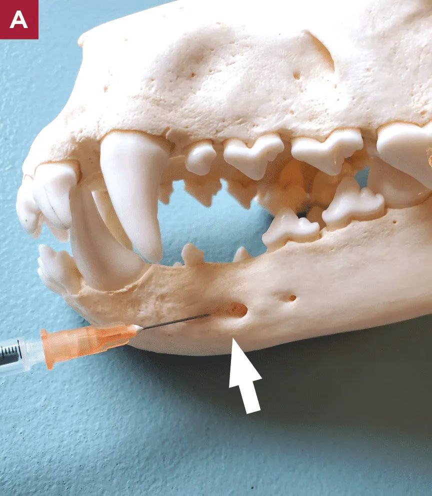鐗欏懆鍙戠値鎬庝箞闀囩棝,鐗欏懆搴锋槸闀囩棝绫昏嵂鐗╁悧