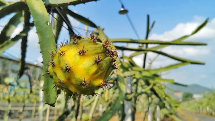 佳农厄瓜多尔麒麟果,厄瓜多尔麒麟果