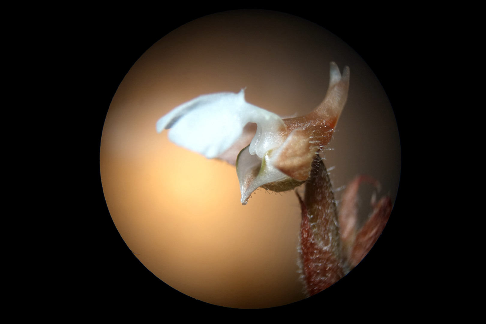 海曙龙观乡深山中首次发现珍稀兰科植物——浙江金线兰