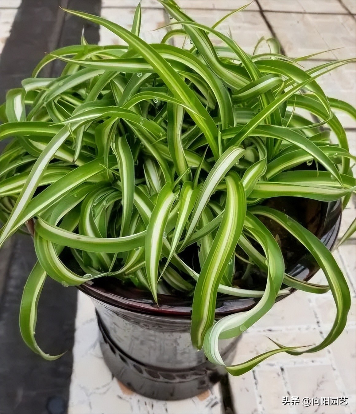 养花杀手图,养花植物杀手