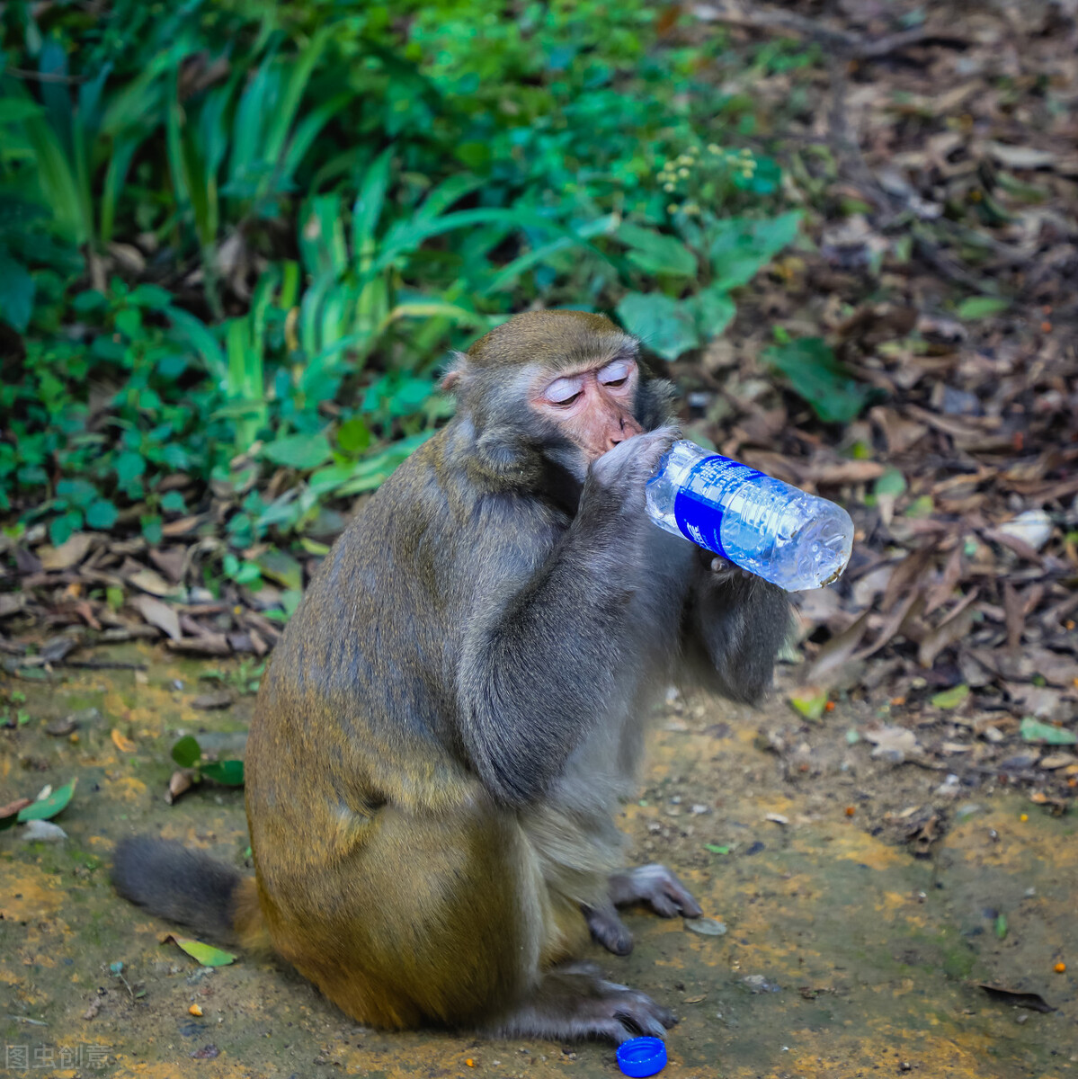 《海燕》仿写妙文之：卖水、卖辣条……让毛爷爷来得更多些吧