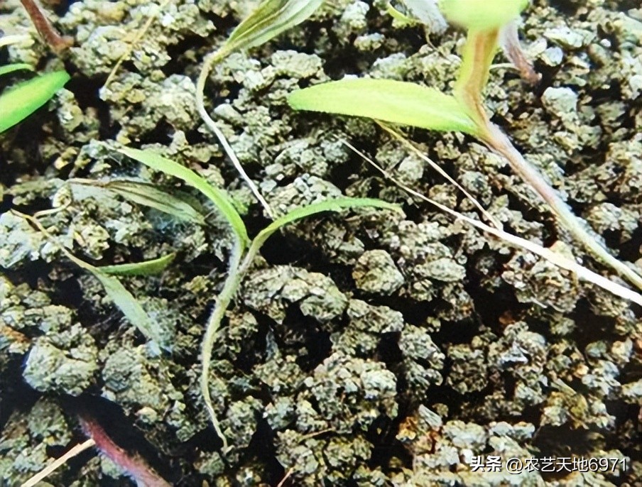 番茄猝倒病有哪些防治方法,番茄苗晚疫病怎么治