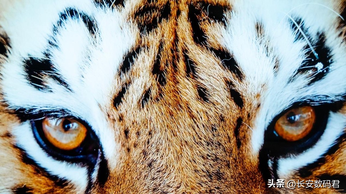 tcl98q10gminiled电视正式发布,tclminiled和三星miniled哪个好