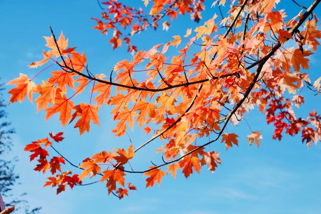 澶忚姃璇綍,澶忚姃鍞編鍙ュ瓙