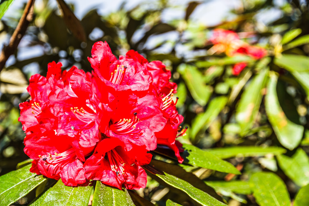 玫瑰花是爱情的象征还是祝福,玫瑰花表达爱情的最佳象征