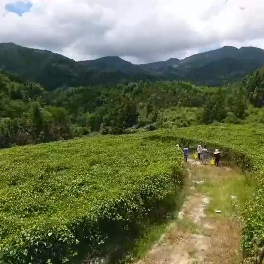 小伙承包100亩果园,农村小伙承包80亩的果园