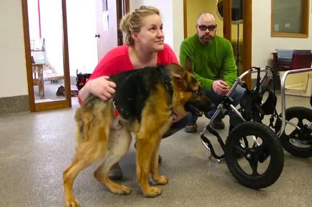 这样的阴间猫狗审美，早该翻车了