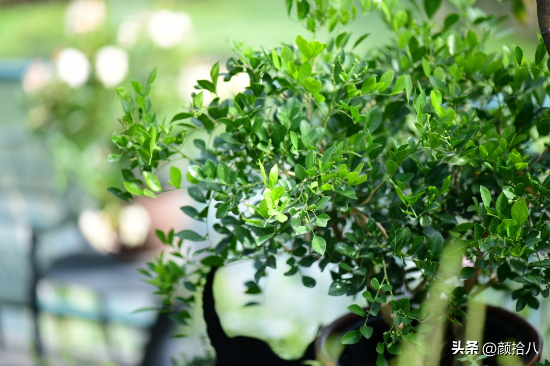 几乎没有存在感的七里香，到底是怎样的？|园丁