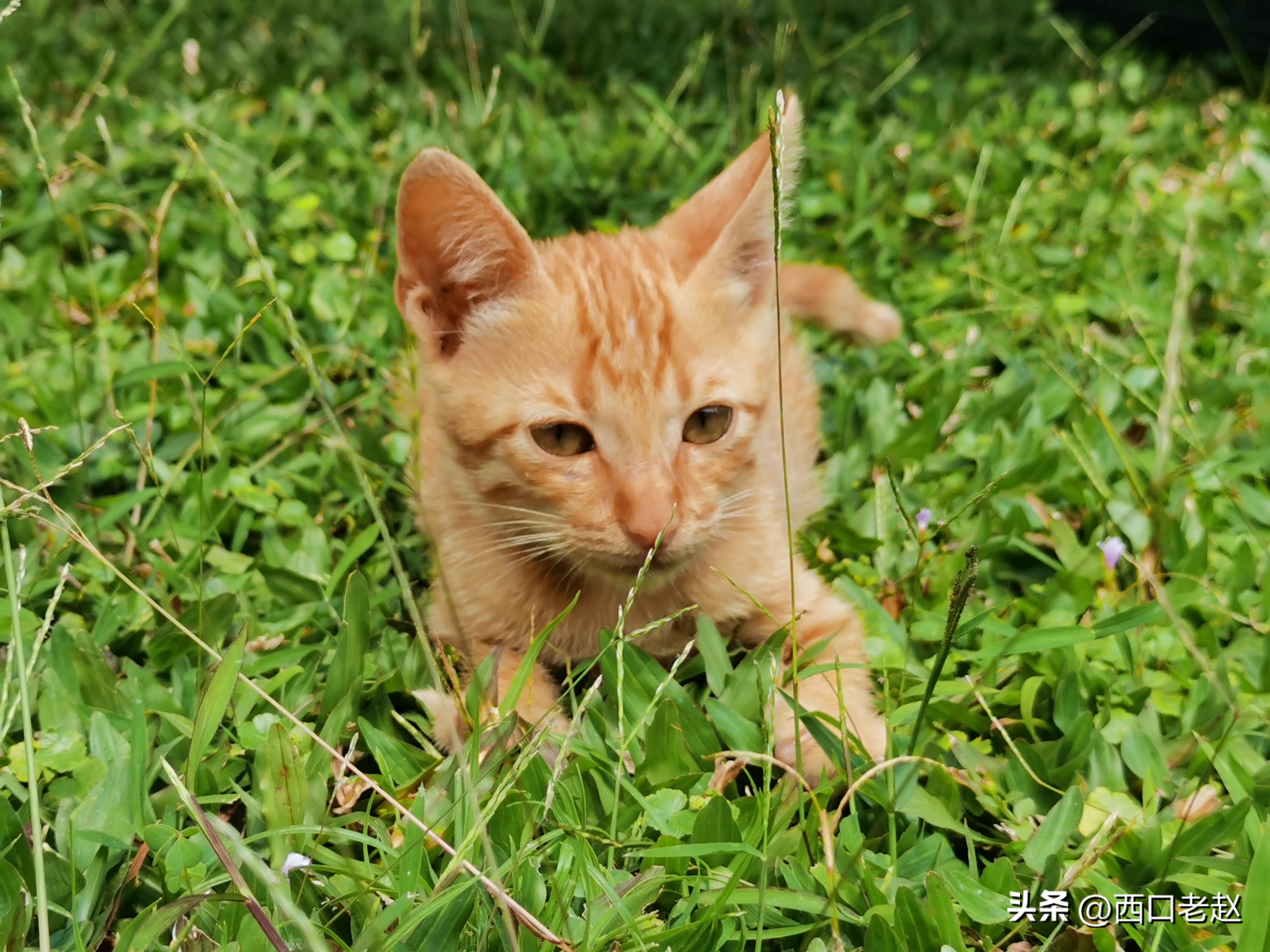 行走在国外的岁月33——致敬我的海外生涯