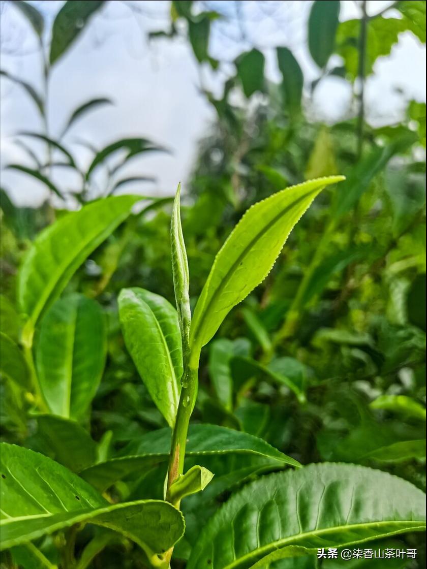 被遗弃的宝藏，古树黄片的优势，它到底用什么抓住喝茶的人的嘴？
