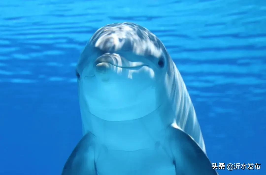 你是几月生的就代表你是什么动物,十二星座几月几日出生属什么动物