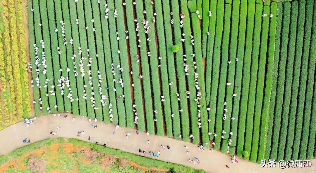 钂叉睙鎴愪匠鑼堕┈涓栧鐮斿鍩哄湴,鍥涘钂叉睙