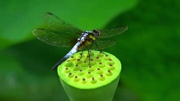 怎么做一个佛系的人,该怎么当一个佛系老师