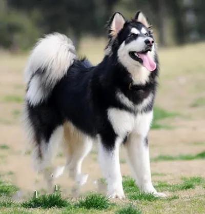 女人不独立多好,不独立的女人最后怎么样了