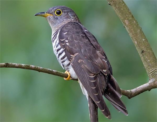 杜鹃鸟鸠占鹊巢是真实的吗,杜鹃鸟鸠占鹊巢同归于尽