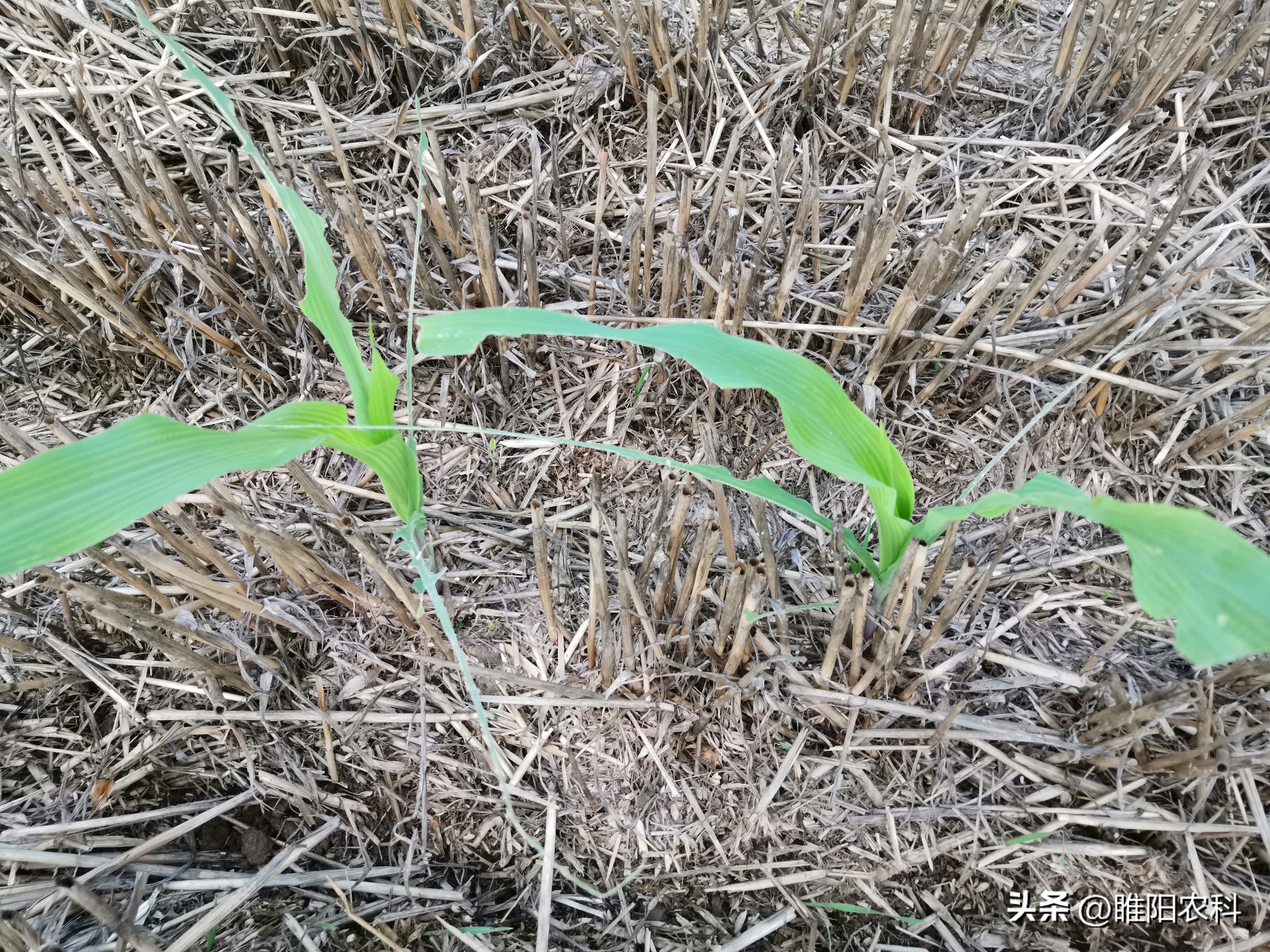 甲维盐和哪些杀菌药配,甲维盐杀虫几天看到效果