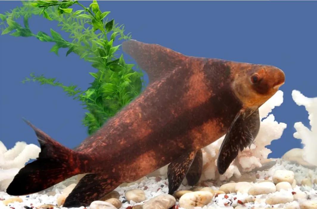 中国淡水鱼图谱大全集,中国各种淡水鱼的图片和名字