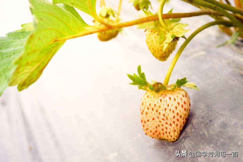 带花的诗句飞花令500首完整版,飞花令带绿的诗句100句很简单的