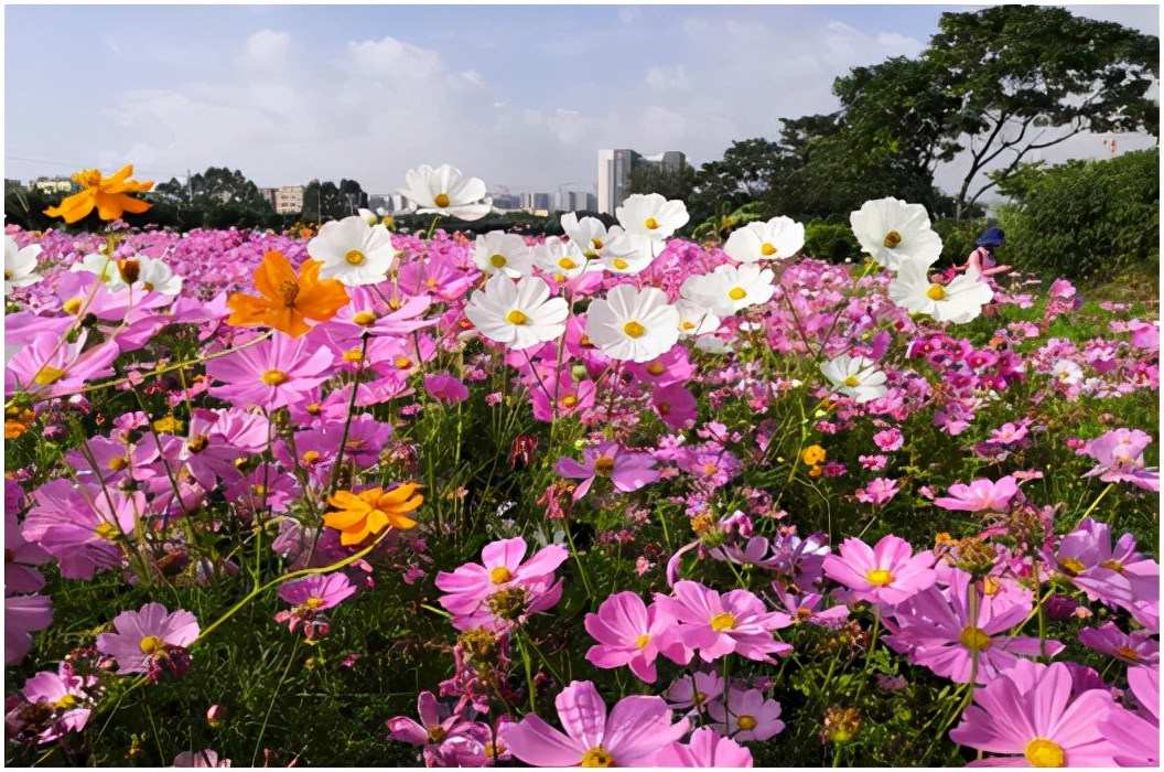 狮岭网红打卡白天,狮岭镇网红打卡地景点