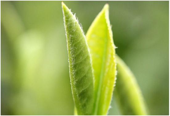 想买到好茶一定要避开这些雷区,茶叶怎么买才知道是好茶