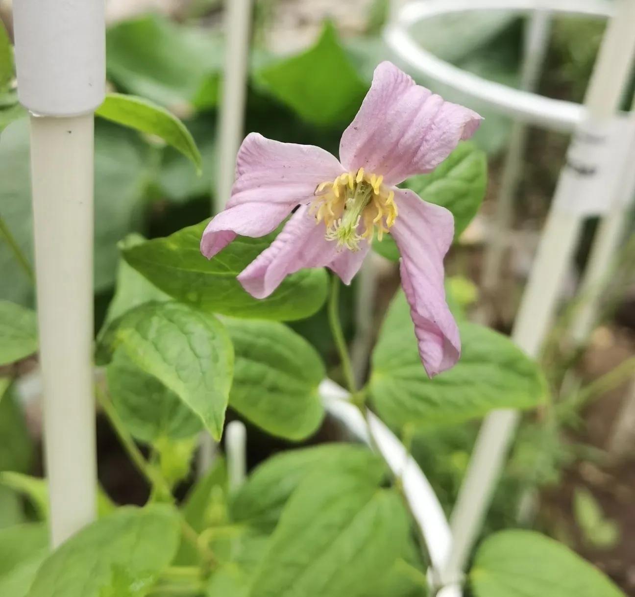 高温天气盼雨来,高温的炙烤