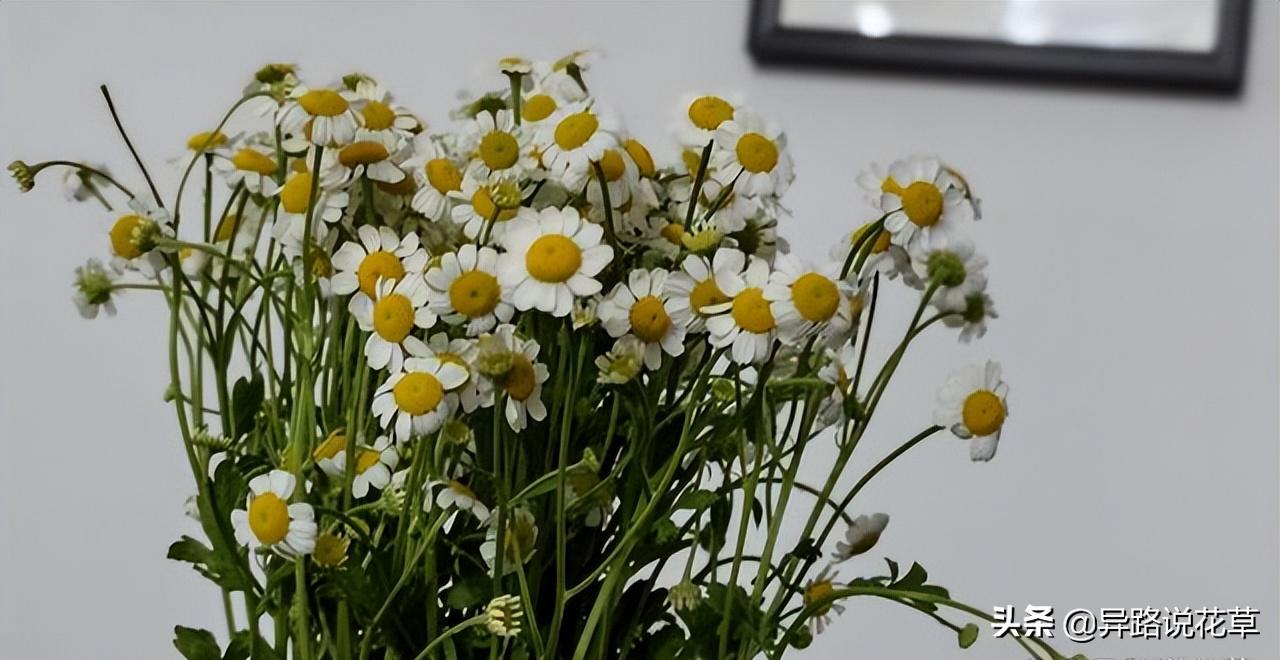 洋甘菊花骨朵,洋甘菊花语逆境生长