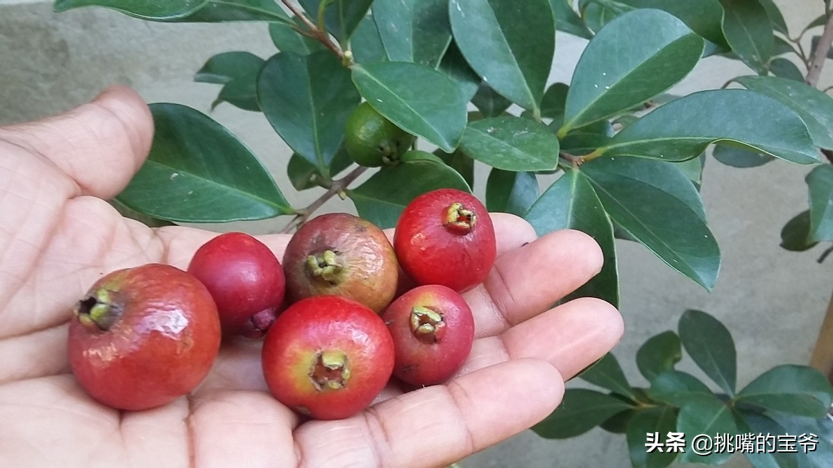 非洲岛国佛得角，10%的食物靠进口，5种特产水果，一定要试试