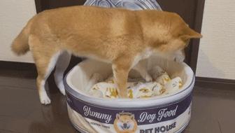 天津上狗证是免费打疫苗吗,在天津养狗需要办狗证吗