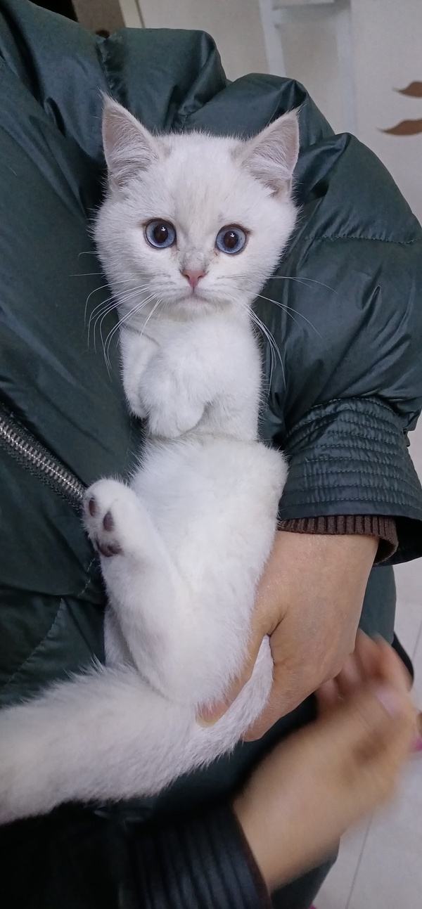 抱猫咪的正确方法,如何正确抱猫咪