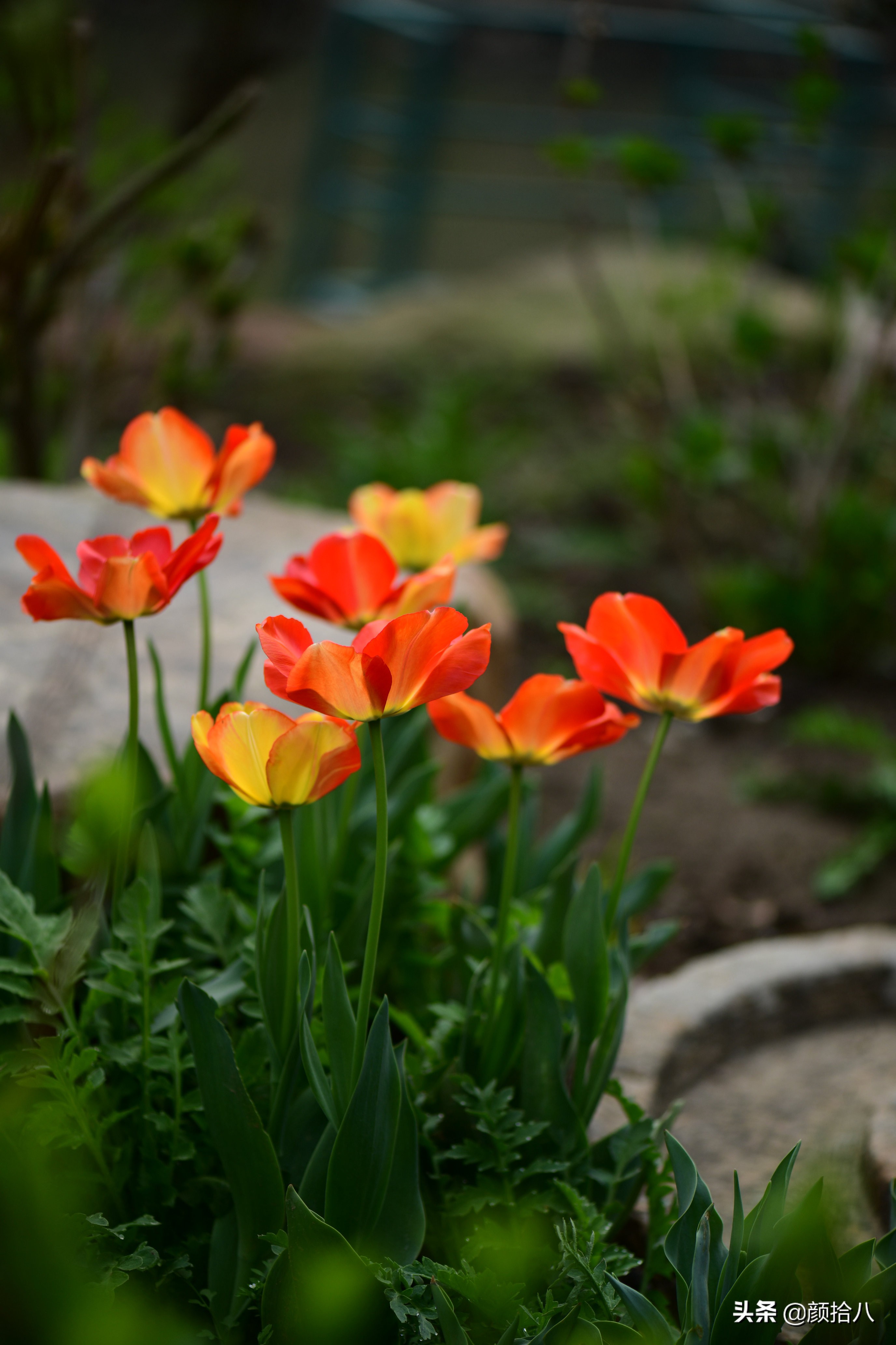 倏然而至的郁金香花季，第一波|园丁