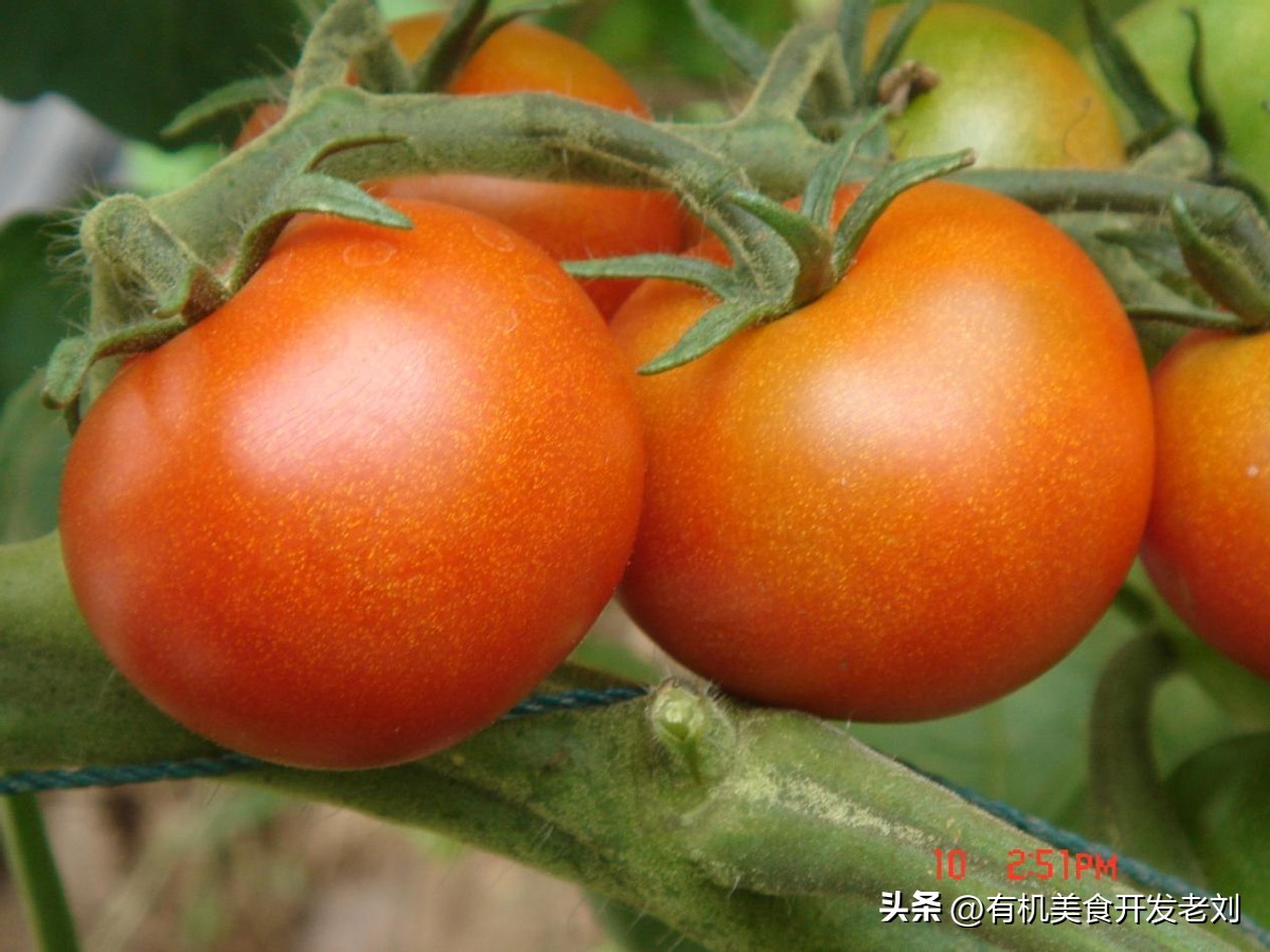 番茄怎么储存才能保持营养,番茄怎么储藏的时间长