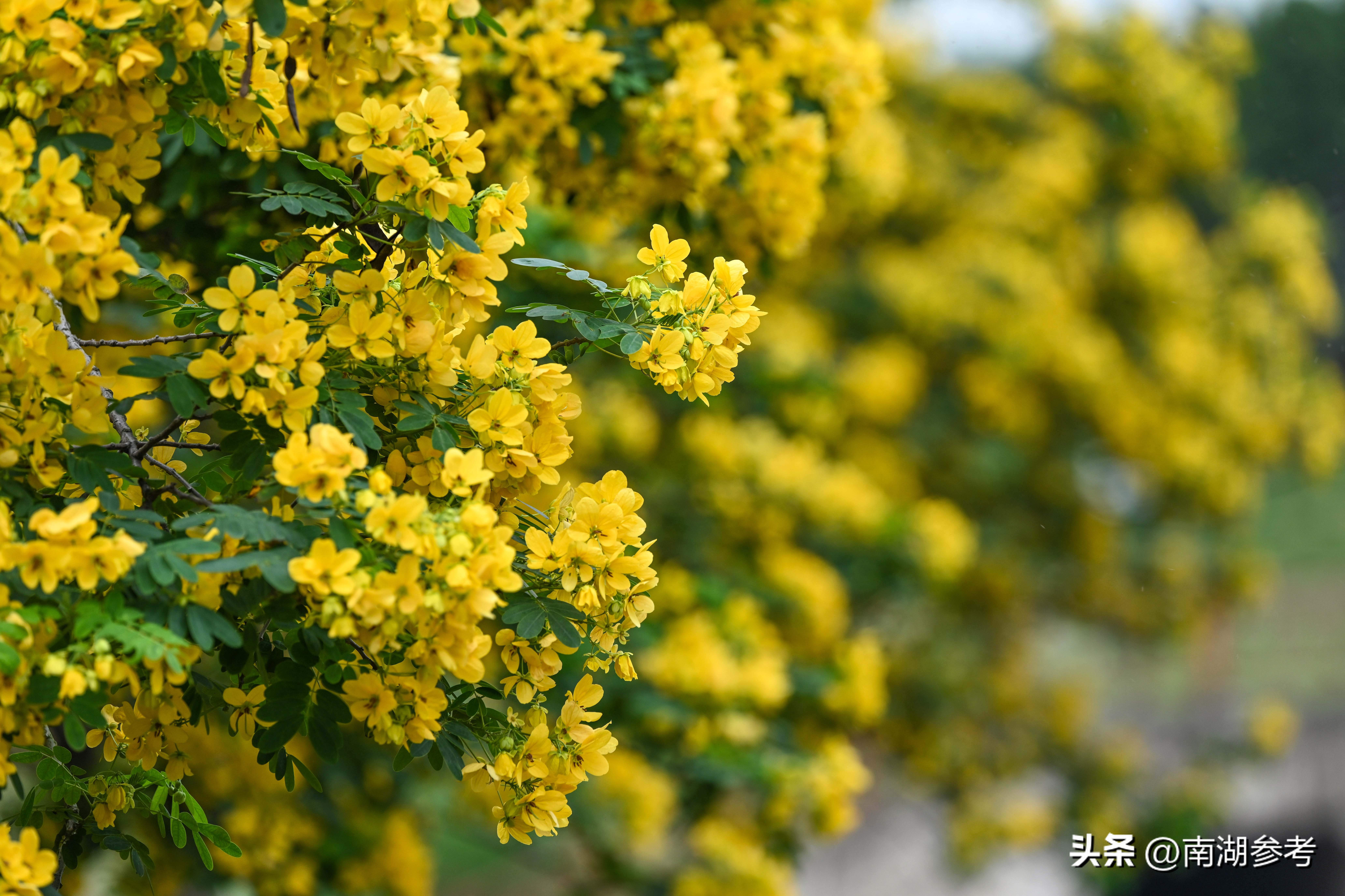 满目鲜花灿烂才是春天该有的样子,满目黄花遍地金