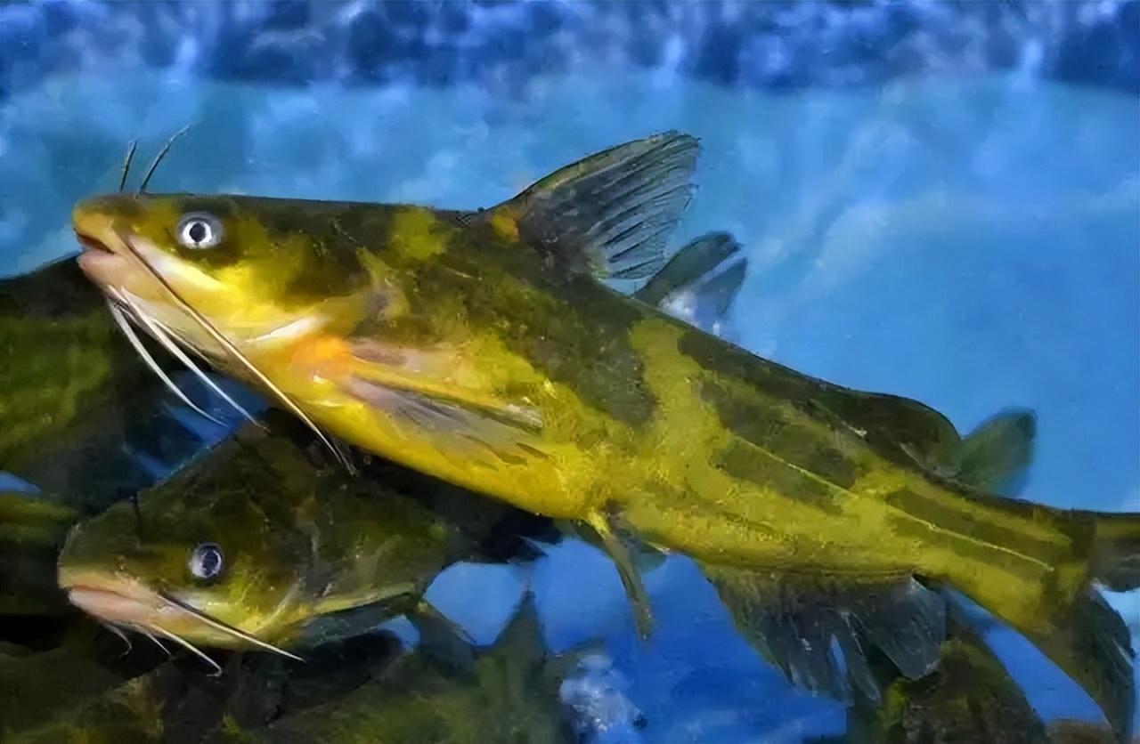 提醒这4种鱼尽量少吃,这4种鱼尽量少吃最好不吃