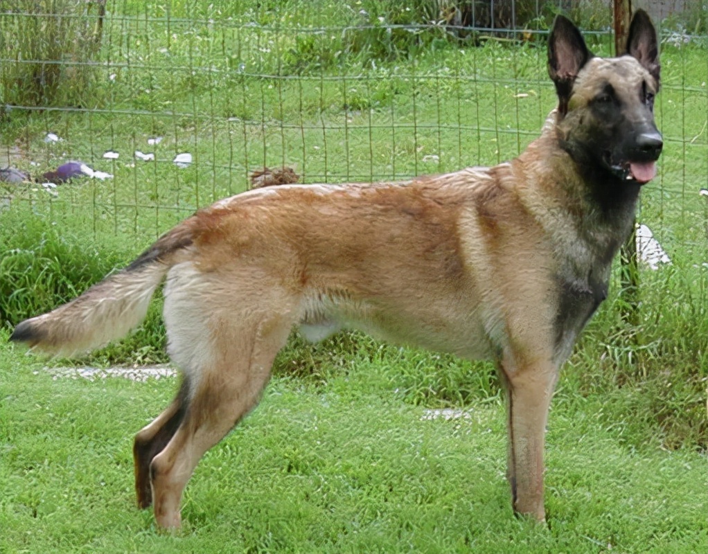 世界上最聪明的狗前10排行榜,世界上最聪明的狗是哪个狗