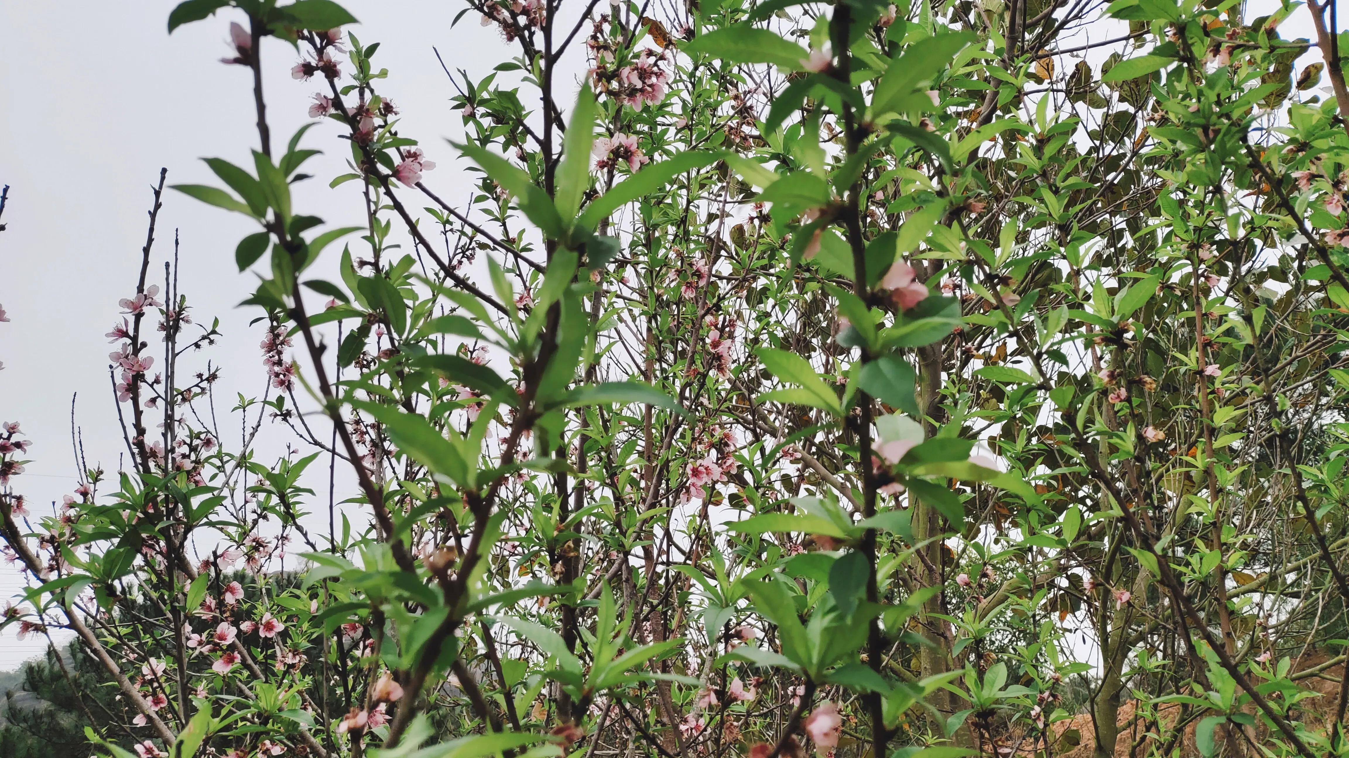 桃花古诗词歌曲,桃花古诗词最出名