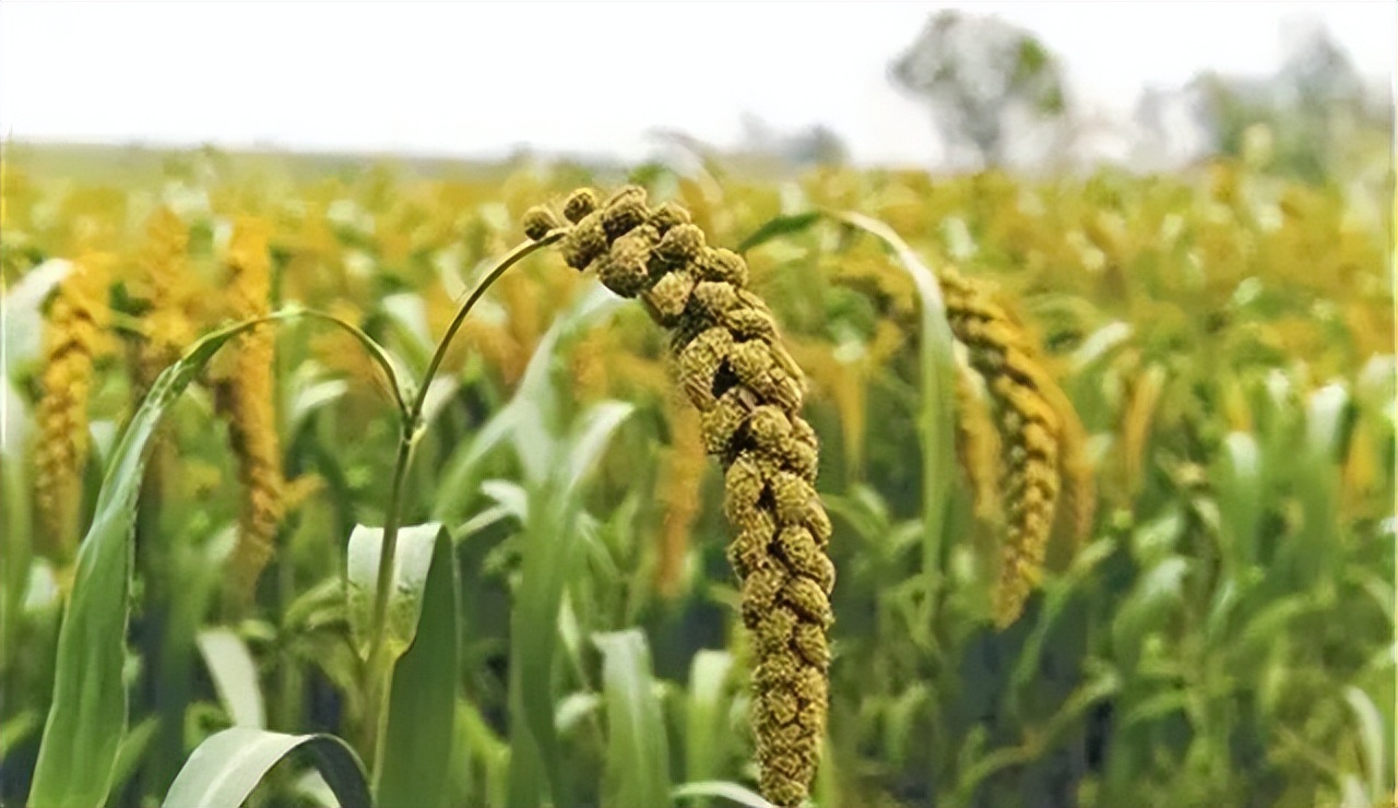 谷子的种植技术与管理课件,旱地谷子种植技术规范